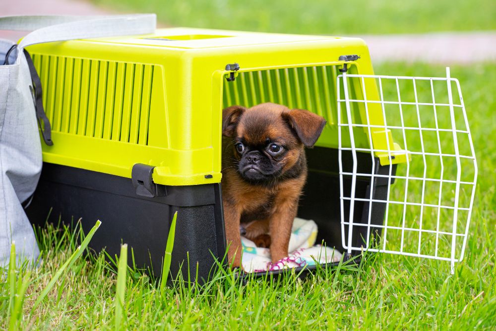 Pet Carrier vs Crate: Which is Better? - Pet Van Lines